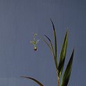 IMG_9464 - Copie